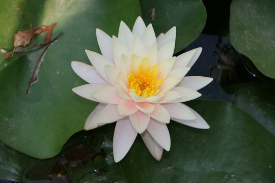 荷花
