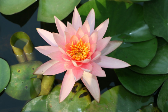 荷花