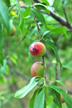 桃子  桃树  油桃