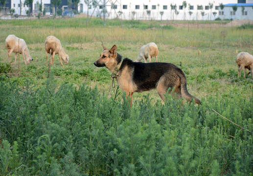 牧羊犬