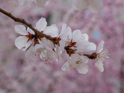 一枝桃花