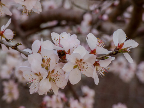 一枝桃花