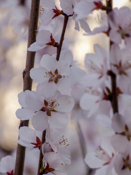 一枝桃花