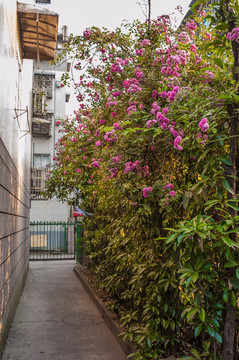 居民通道边的蔷薇花墙
