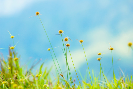 野草黄花