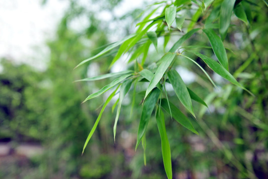 竹叶  竹子  树枝