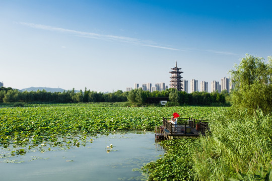 洋湖湿地