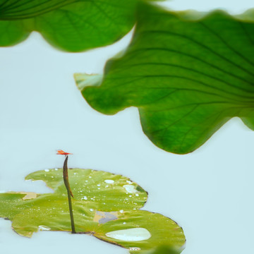 荷塘蜻蜓