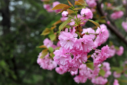 樱花高清素材  樱花树  樱花