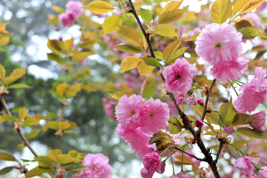 樱花 红樱花