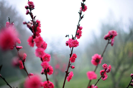 梅花 红梅 园林景观