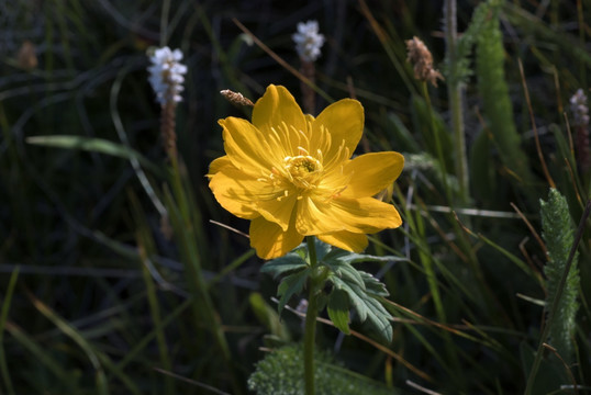 草原小黄花