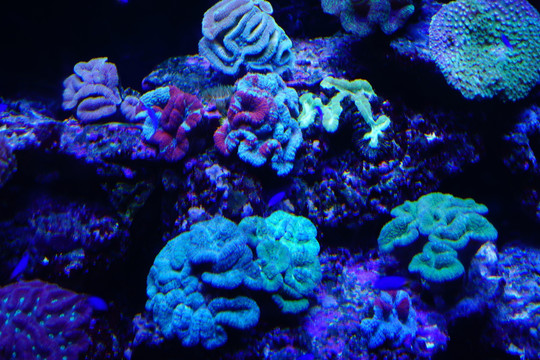 海底珊瑚微生物