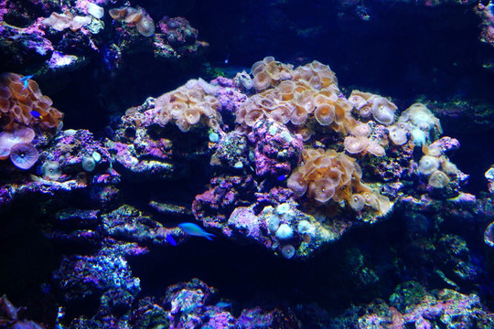 水族珊瑚图片