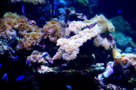 海底珊瑚虫