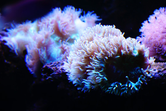 软体珊瑚海草