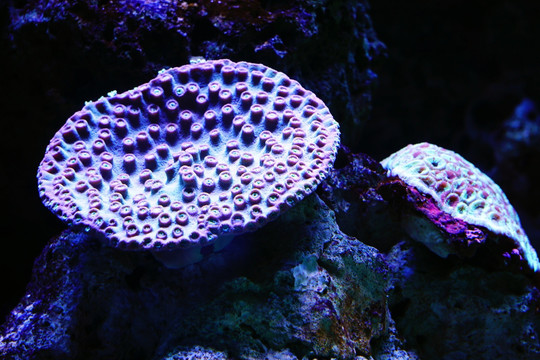 海底生物珊瑚礁
