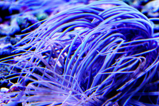 海草