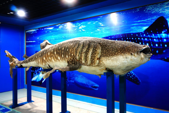 大白鲨标本