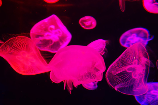 海洋水母