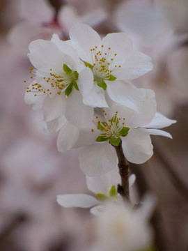 桃花盛开