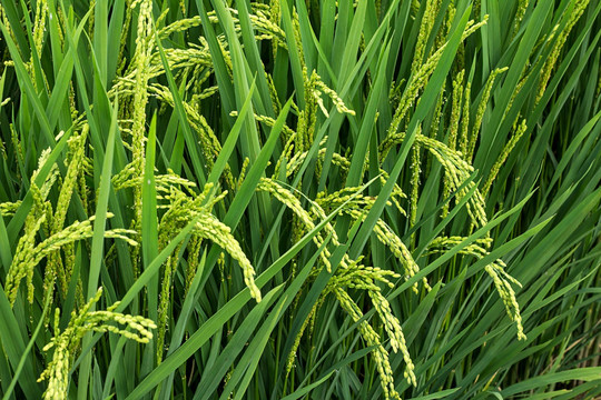 水稻灌浆 水稻开花 夏季水稻