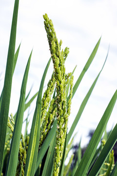 夏季水稻 水稻开花