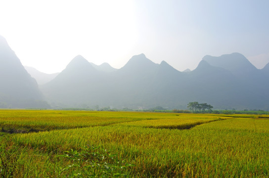 风景