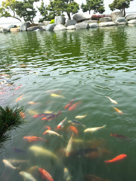 鱼池