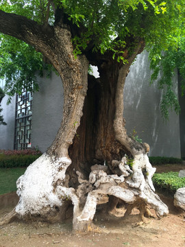 古树