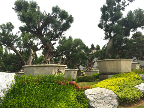 盆景