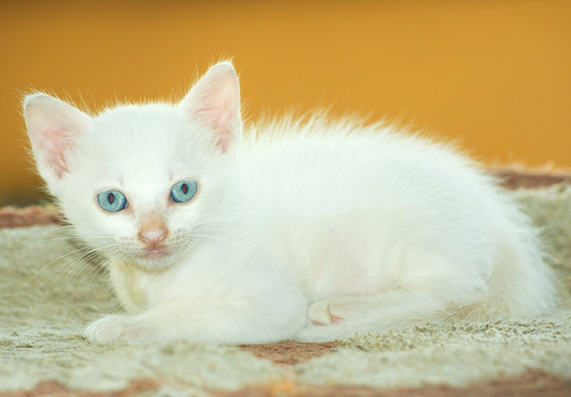 蓝眼小白猫