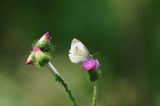 蝶恋花