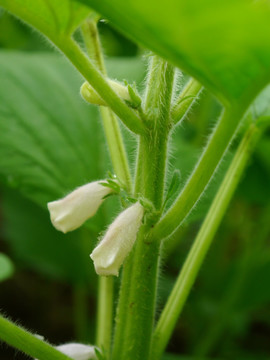 芝麻开花