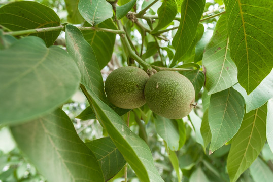 新疆核桃树