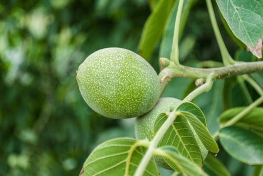 新疆核桃树