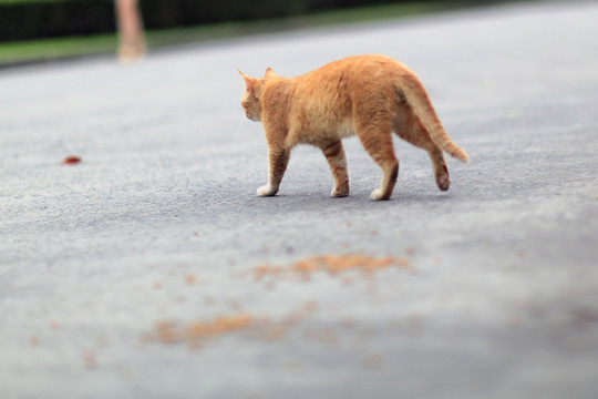 流浪猫