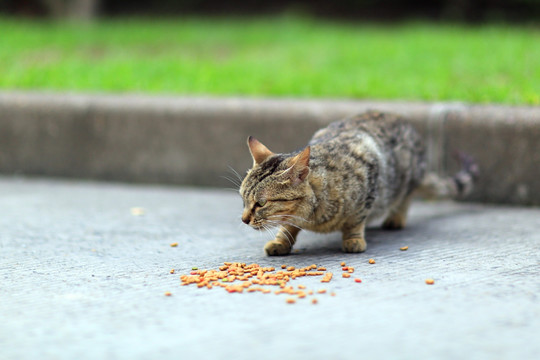 上海大学流浪猫