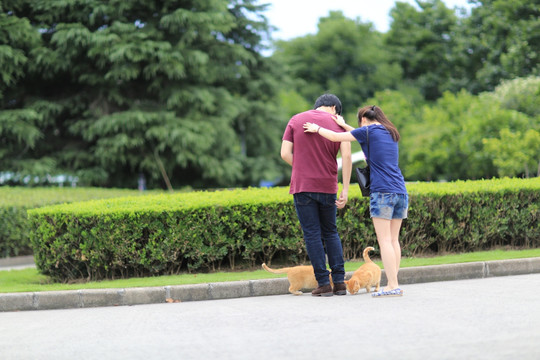 上海大学 流浪猫