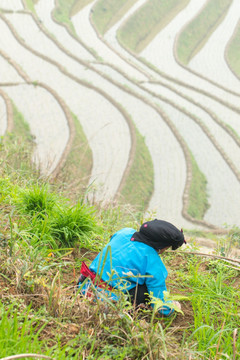 广西龙脊梯田耕种的瑶族村民