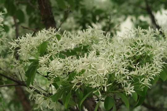 流苏树 流苏花