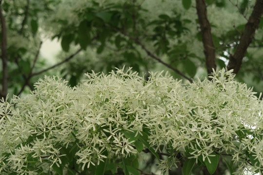 流苏树 流苏花