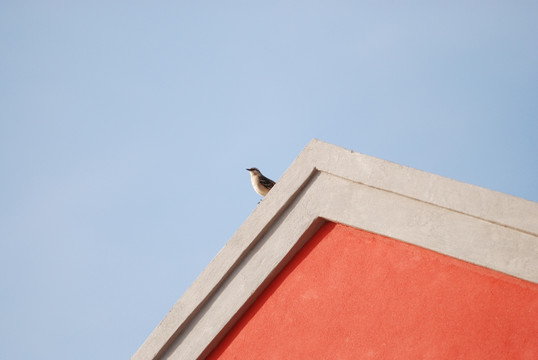 红色房子屋顶上的小鸟