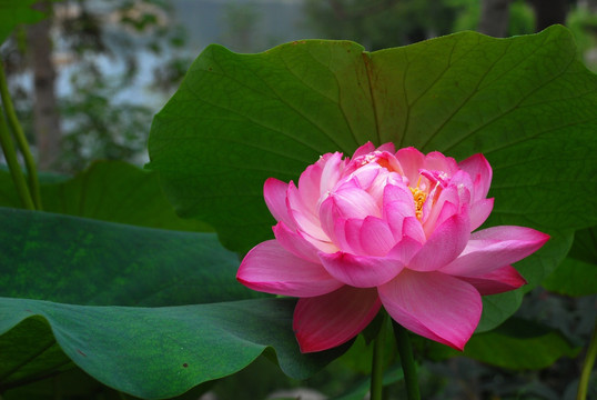 红花绿叶  荷花  莲花