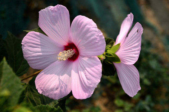 芙蓉葵花