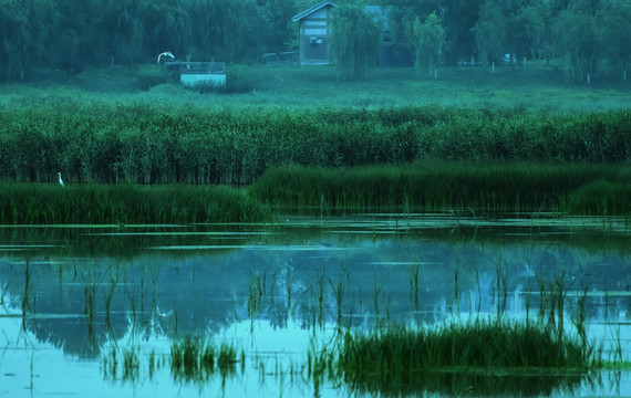 幽静的湿地