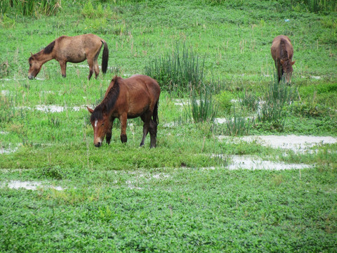 湿地牧马