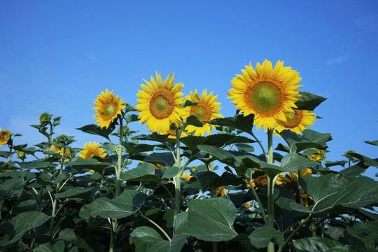 向阳花