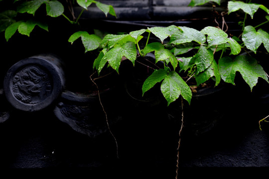 植物