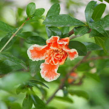 彩花石榴花